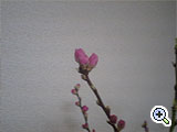Ƃ炢 ̉Ԏʐ^