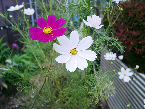 lcv 諏訪エリアの花 投稿写真