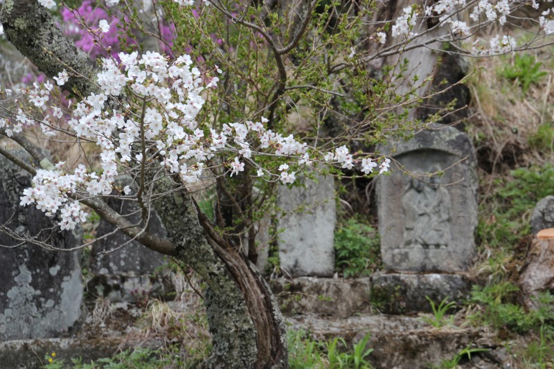  �K�� ����̎ʐ^